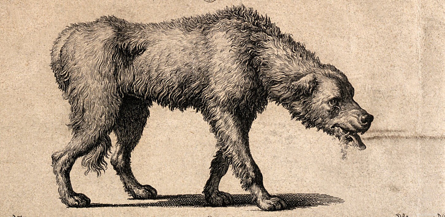 How Pet Hospitals Combat Rabies: Vaccination and Care