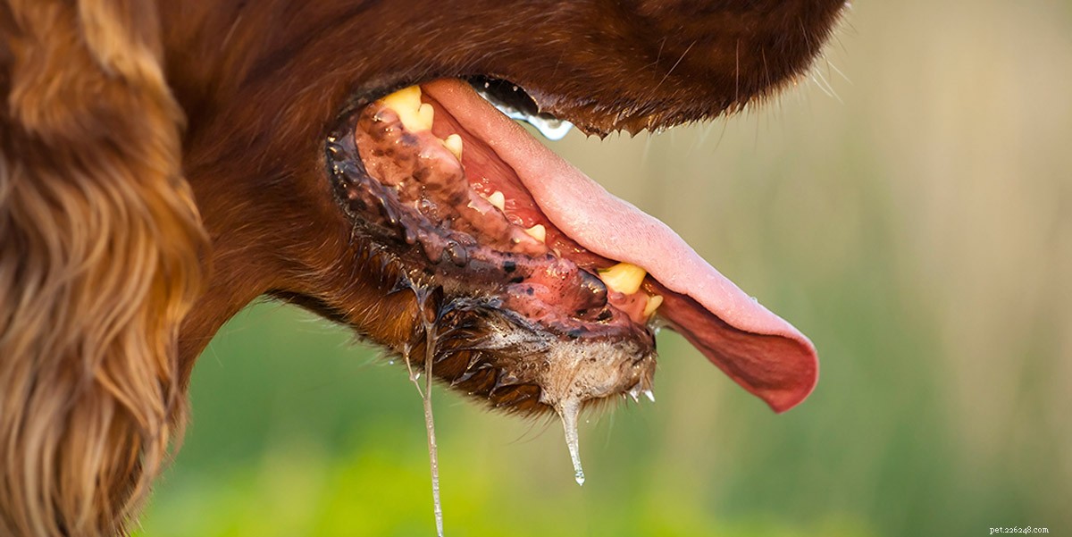How Pet Hospitals Combat Rabies: Vaccination and Care