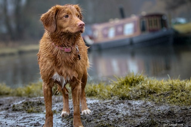 What Causes Unexpected Odors in Dogs? Common Reasons and Solutions