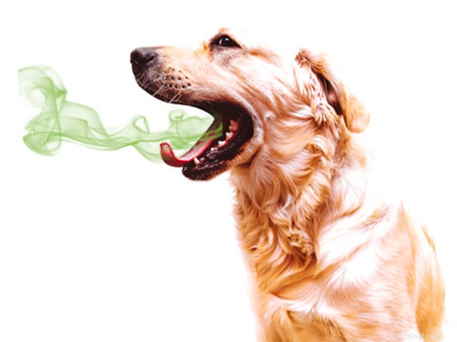 What Causes Unexpected Odors in Dogs? Common Reasons and Solutions