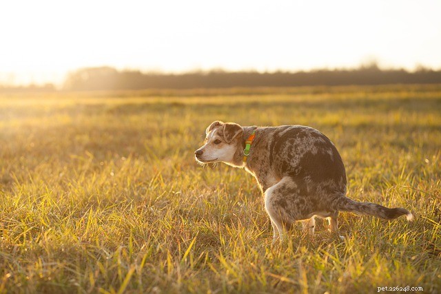 What Causes Unexpected Odors in Dogs? Common Reasons and Solutions