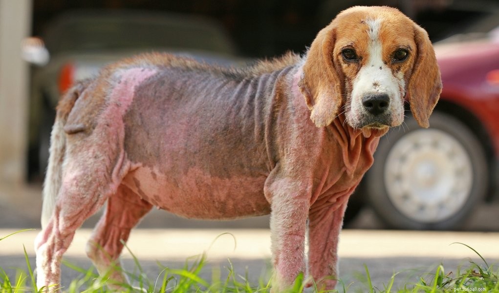 What Causes Unexpected Odors in Dogs? Common Reasons and Solutions