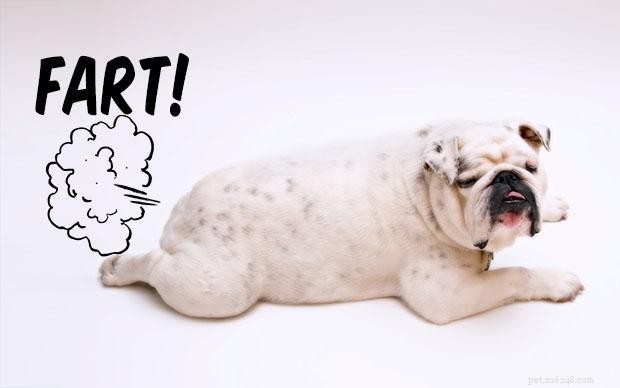What Causes Unexpected Odors in Dogs? Common Reasons and Solutions