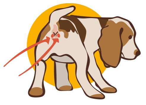 What Causes Unexpected Odors in Dogs? Common Reasons and Solutions