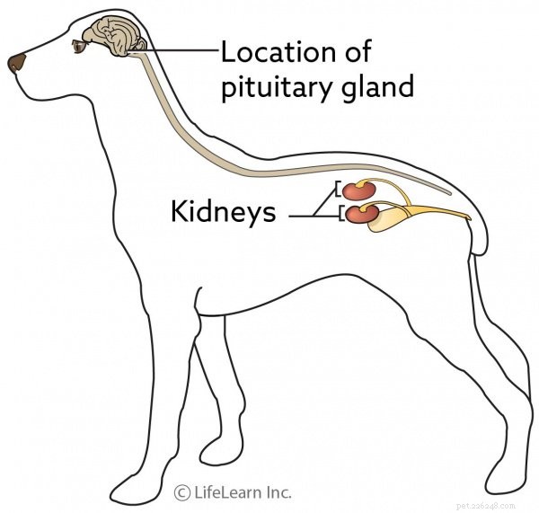 Detecting Canine Diabetes: Key Symptoms Your Dog Might Be Showing