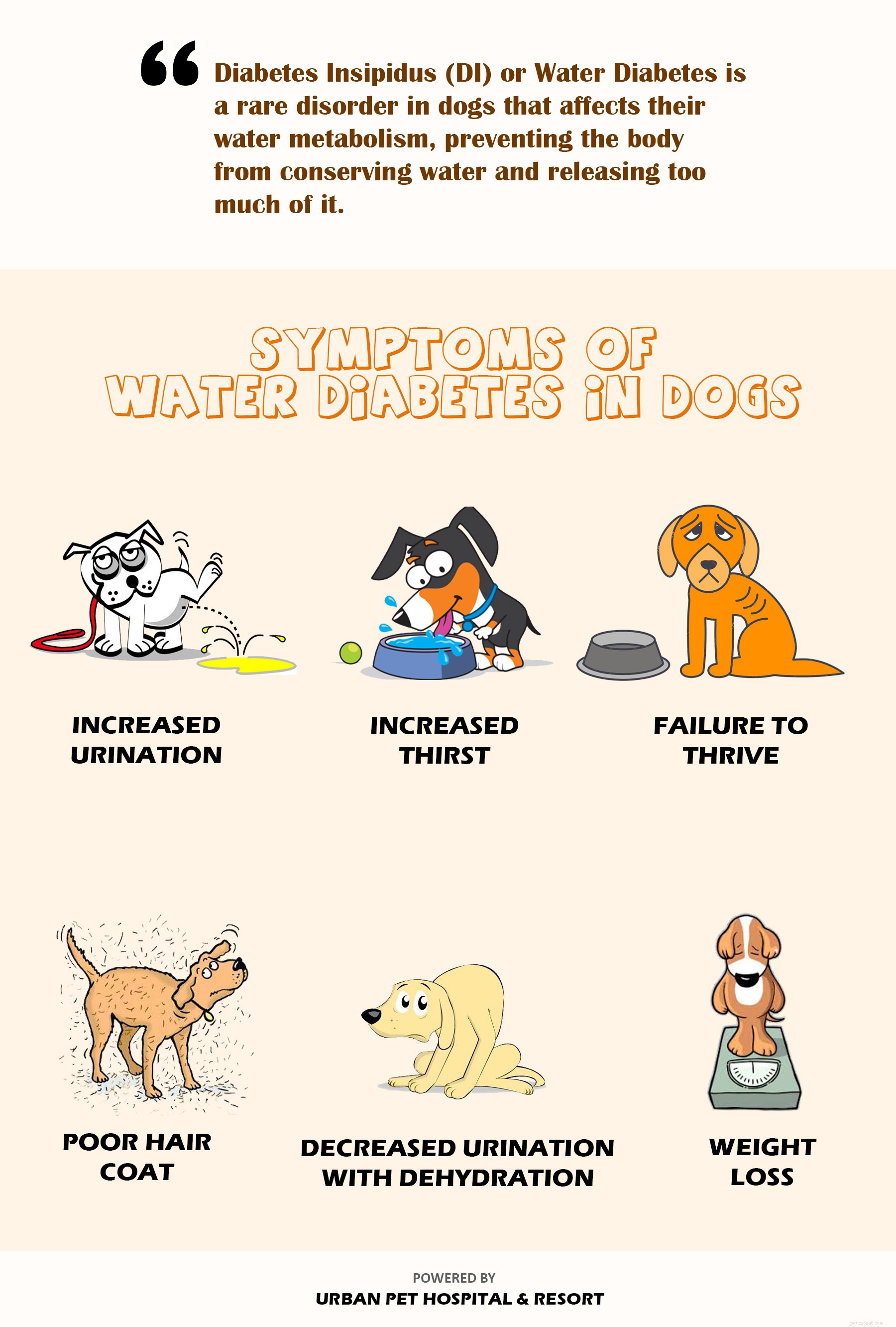 Detecting Canine Diabetes: Key Symptoms Your Dog Might Be Showing
