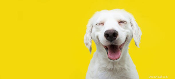 Detecting Canine Diabetes: Key Symptoms Your Dog Might Be Showing