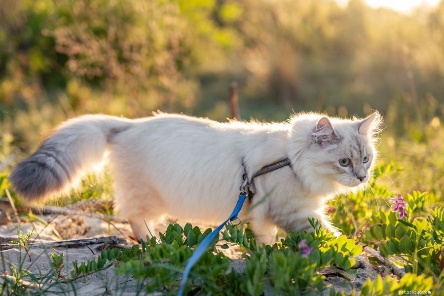 Teach Your Cat to Walk Safely on a Leash: A Practical Guide