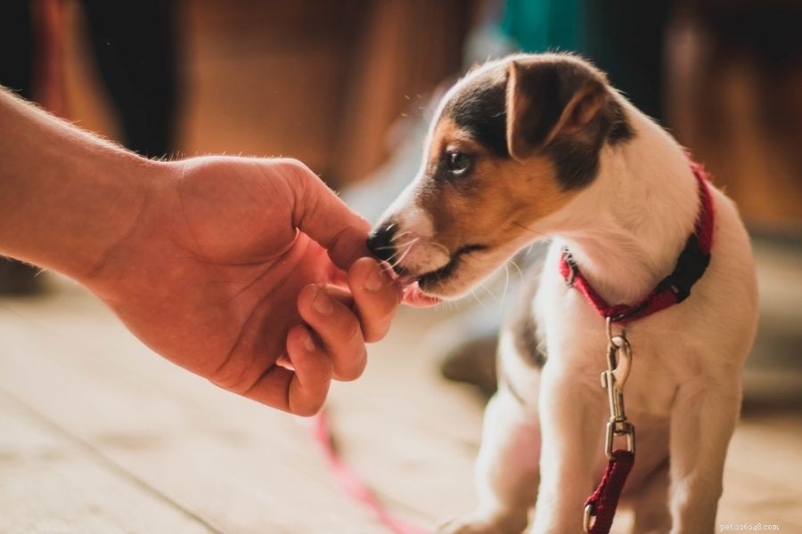 Master Dog Training with Positive Reinforcement & Rewards
