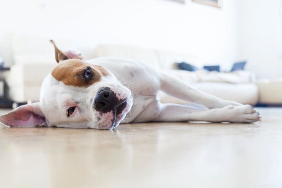 How Much Does Pet Insurance Cost? A Complete Guide to Planning Your Pet s Health Coverage