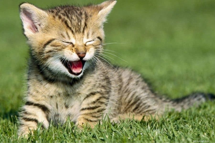 How Much Does Pet Insurance Cost? A Complete Guide to Planning Your Pet s Health Coverage