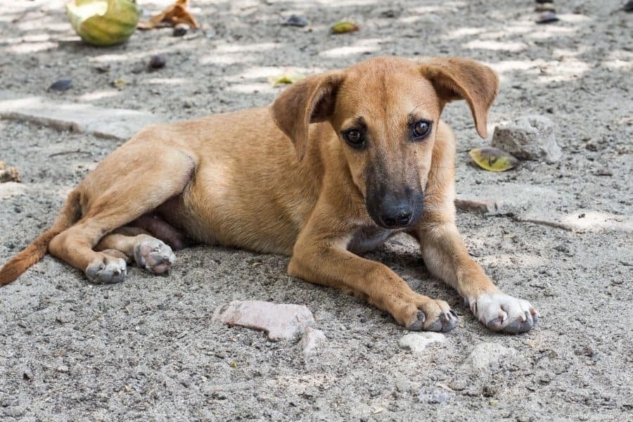 Comprehensive Solutions for Homeless Dog Management and Welfare