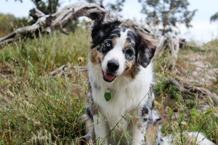 Safeguarding Pets: How to Handle Wildlife Encounters