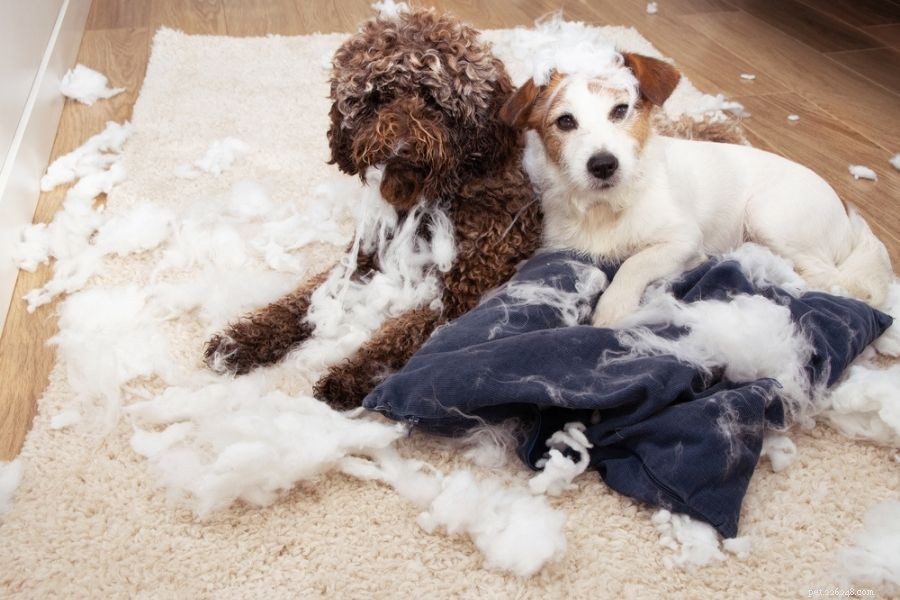 Preventing Separation Anxiety in Pets: Safeguard Their Well‑Being and Your Home