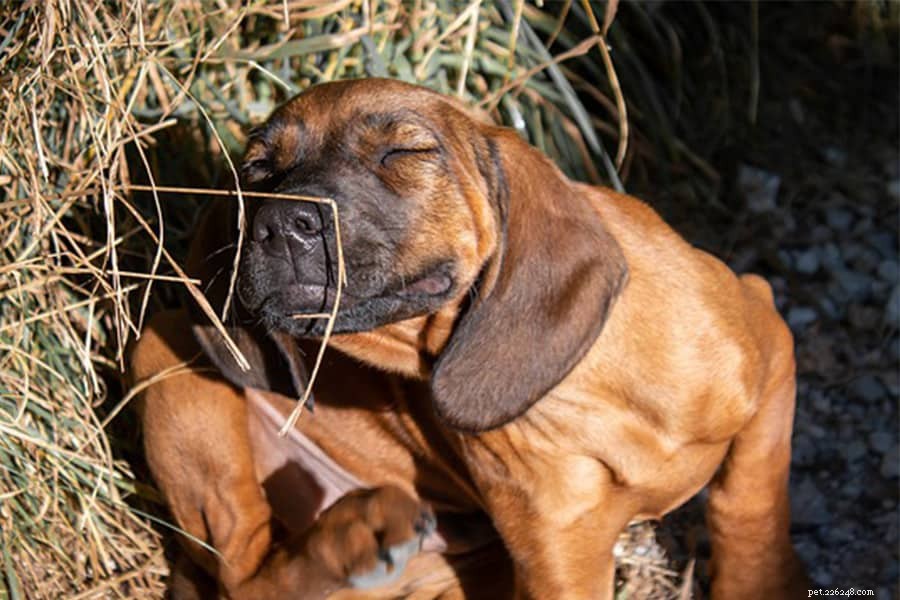 Top 5 Pet Allergies: Causes, Symptoms & Solutions