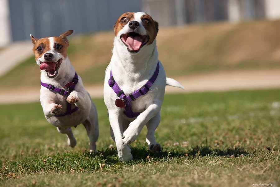 4 Proven Ways to Keep Your Dog Fit and Happy