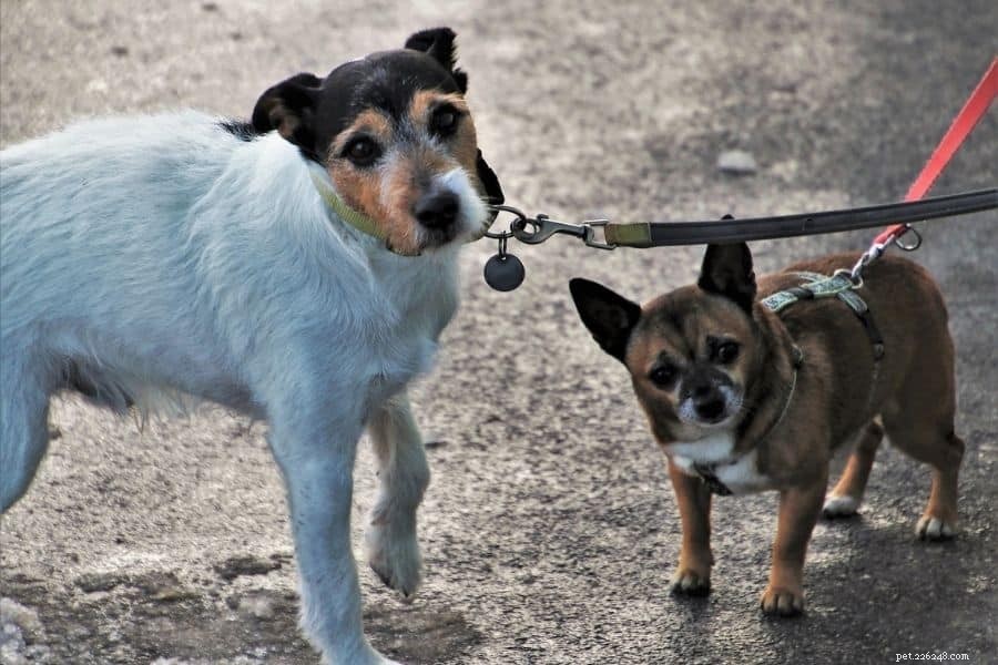 6 Essential Benefits of Exercise for Your Dog’s Health