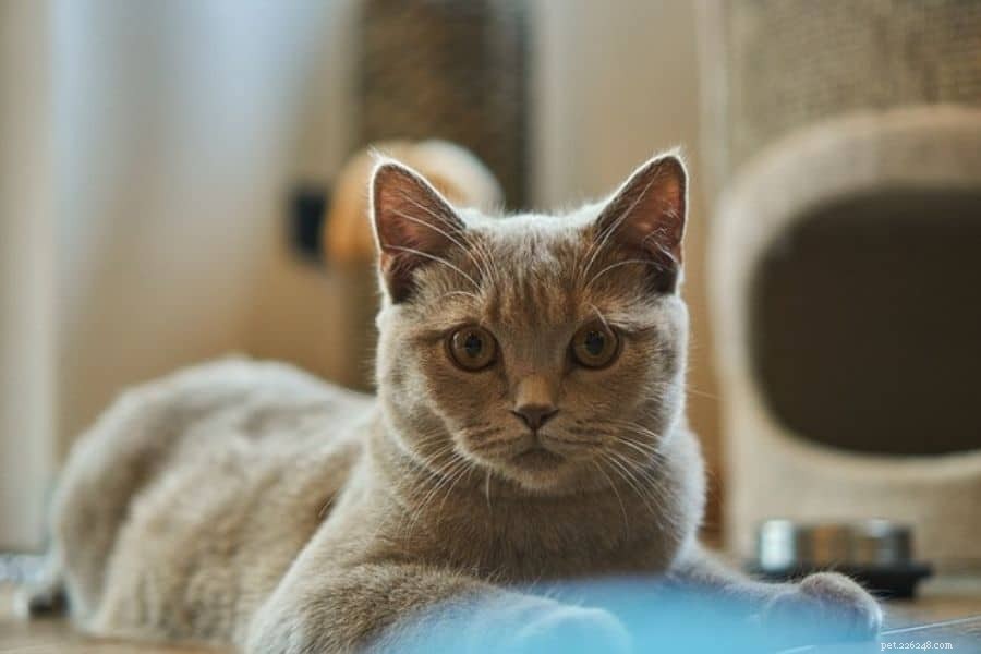 Designing a Safe and Stimulating Cat Playground for Happy, Well-Behaved Pets