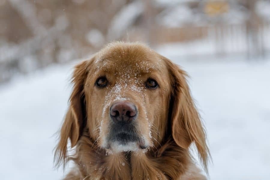 Protect Your Dog from Winter Weather: Essential Tips & Safeguards
