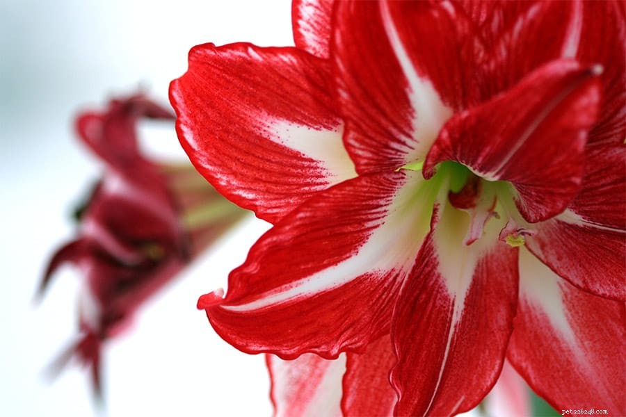 Are Amaryllis Flowers Pet‑Safe? Learn About Their Toxicity