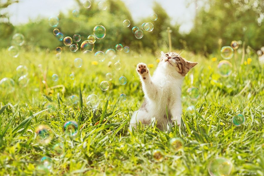 6 Proven Activities to Keep Your Cat Happy and Healthy