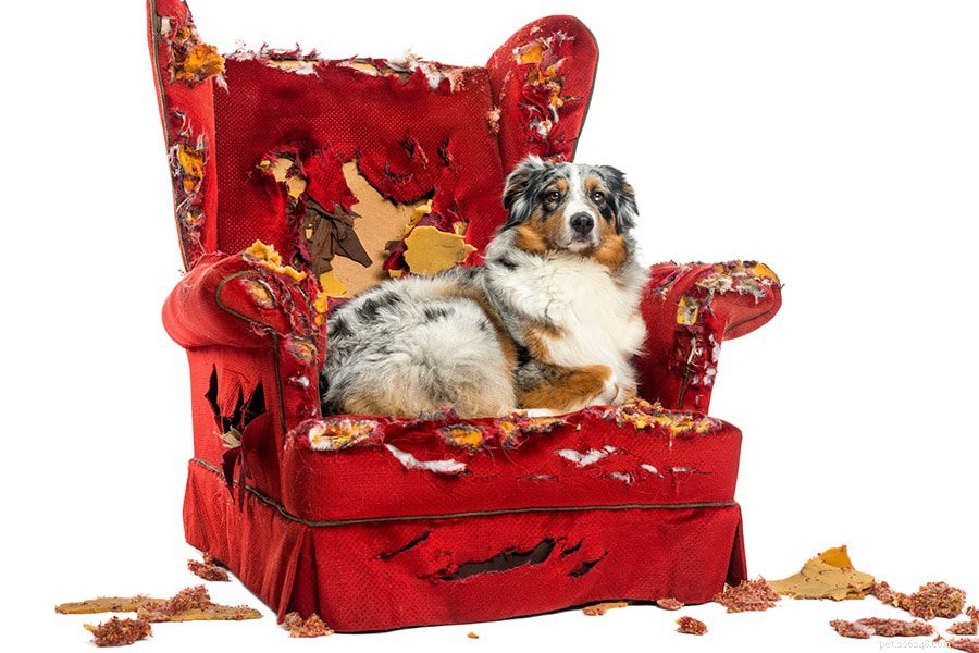 Managing Pet Anxiety: Proven Strategies to Support Your Furry Friend