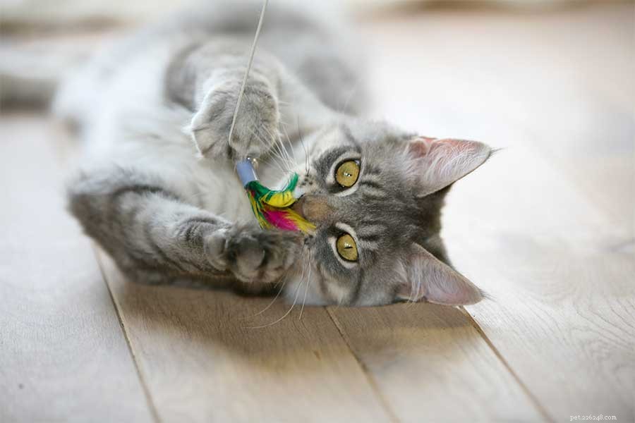 Celebrate Your Pet’s Love: Thoughtful Holiday Gifts for Furry Friends