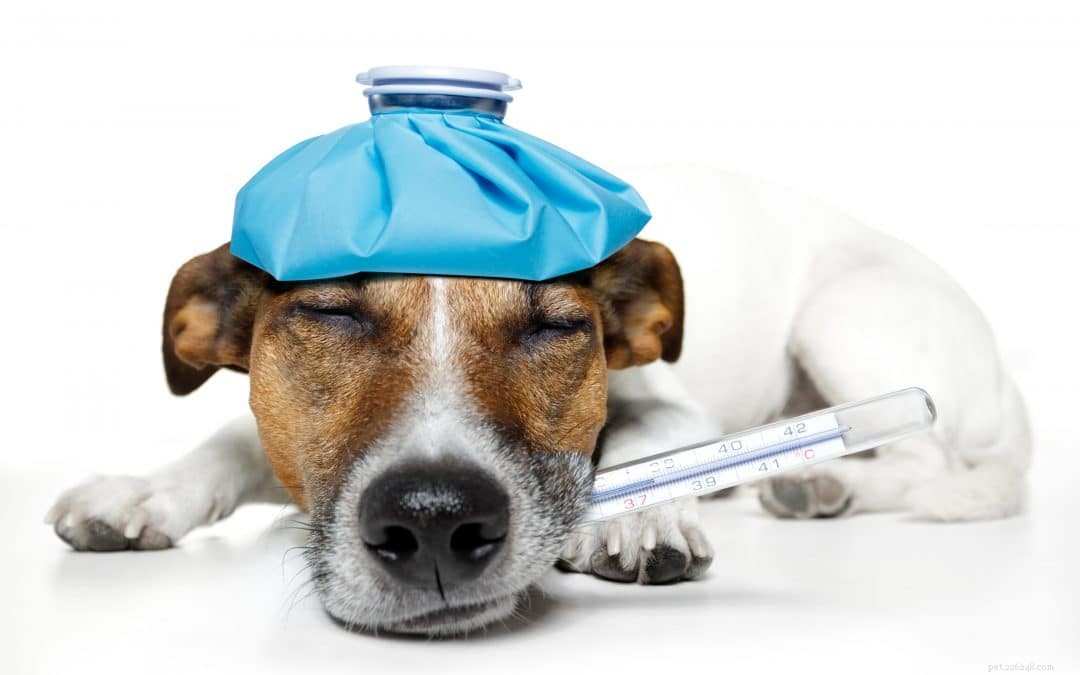 Xylitol: The Sweetener’s Hidden Danger to Pets
