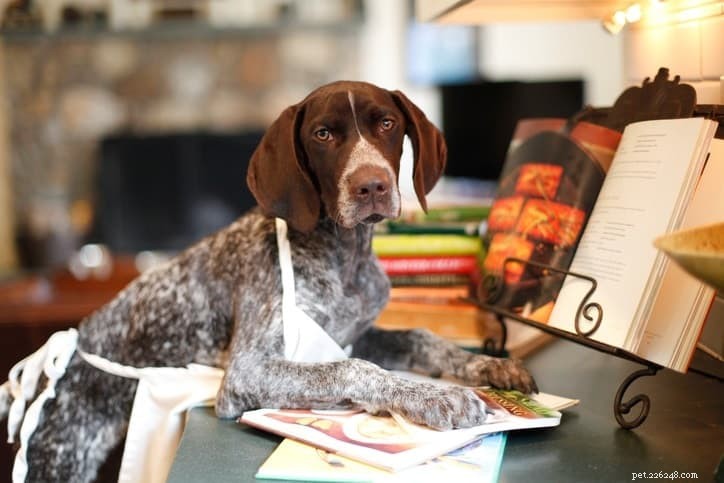 5 Grain‑Free Dog Food Myths Busted – What You Really Need to Know