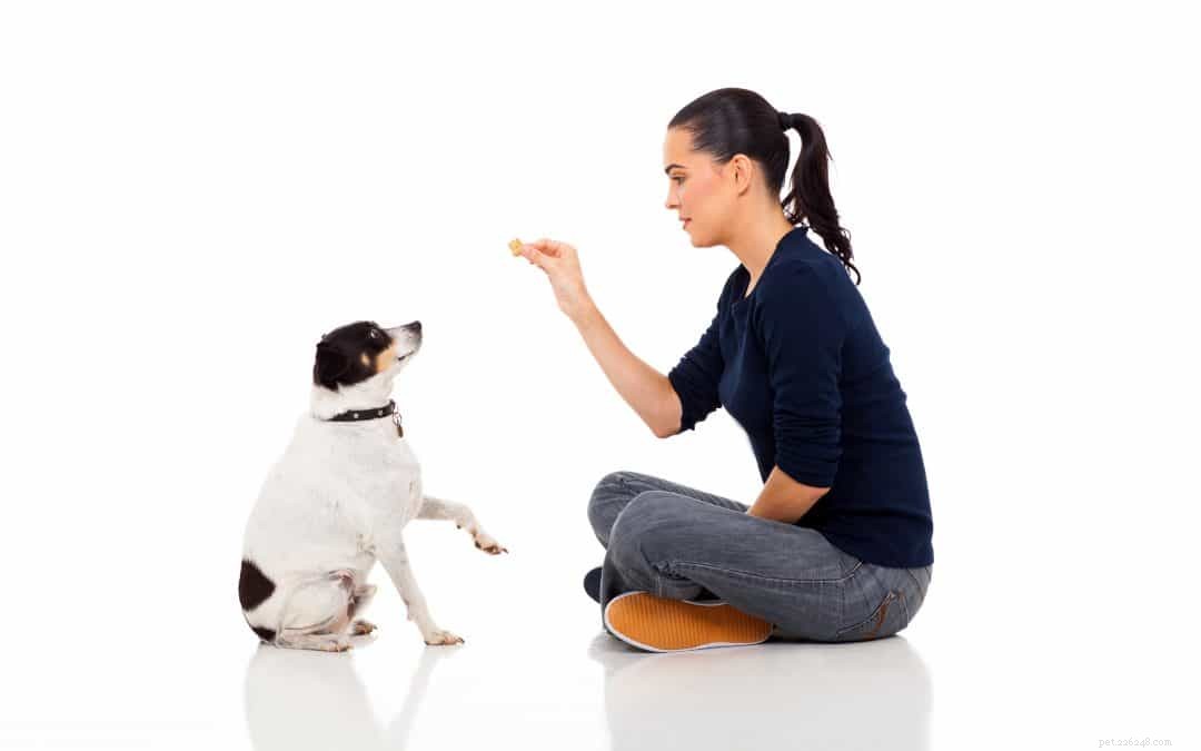 Treats 101: Boosting Positive Dog Training with Food Rewards