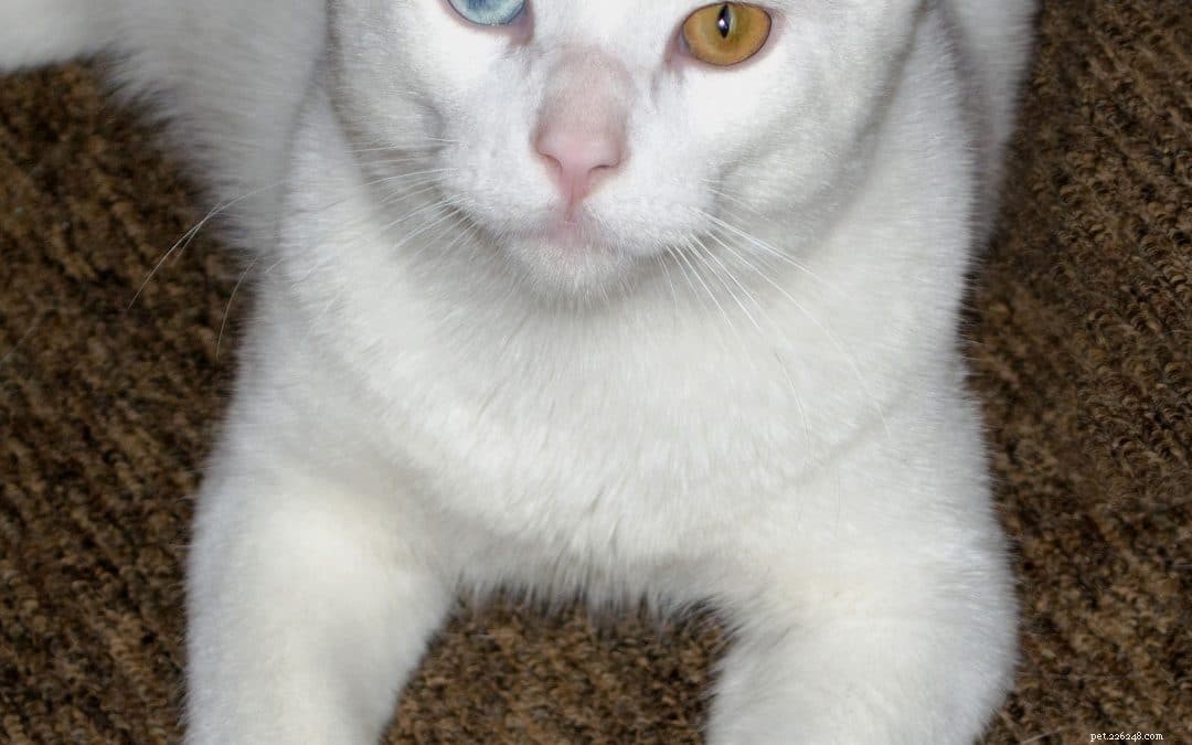 Feline Parvovirus Outbreaks: What Pet Owners Need to Know