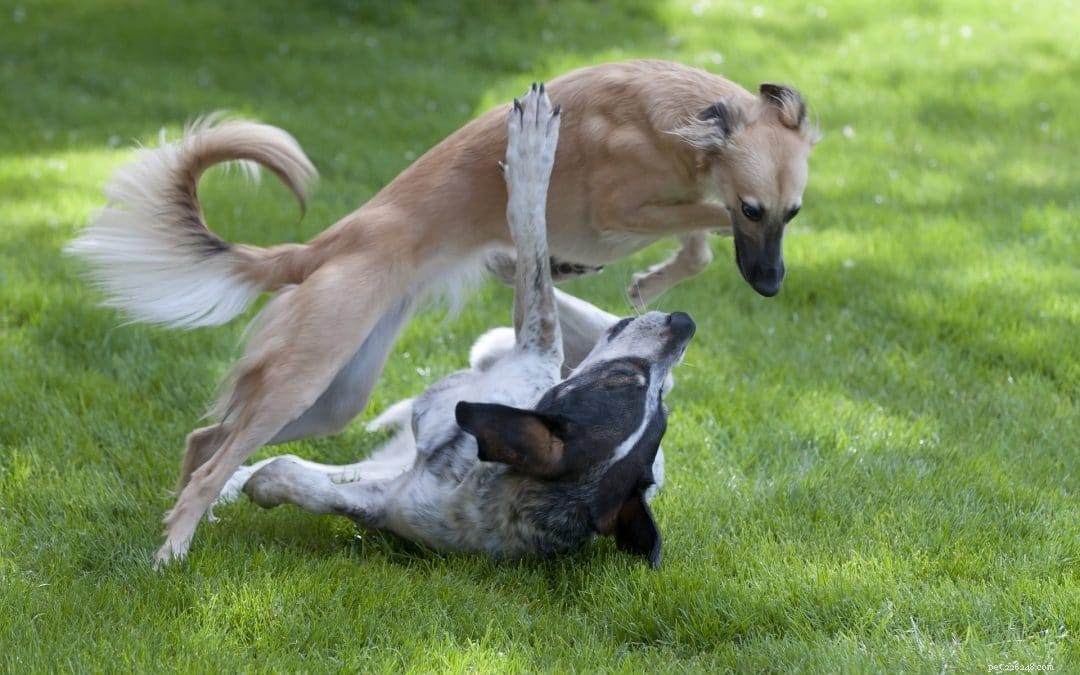 Dog Play Decoded: Expert Tips for Safe & Healthy Interactions