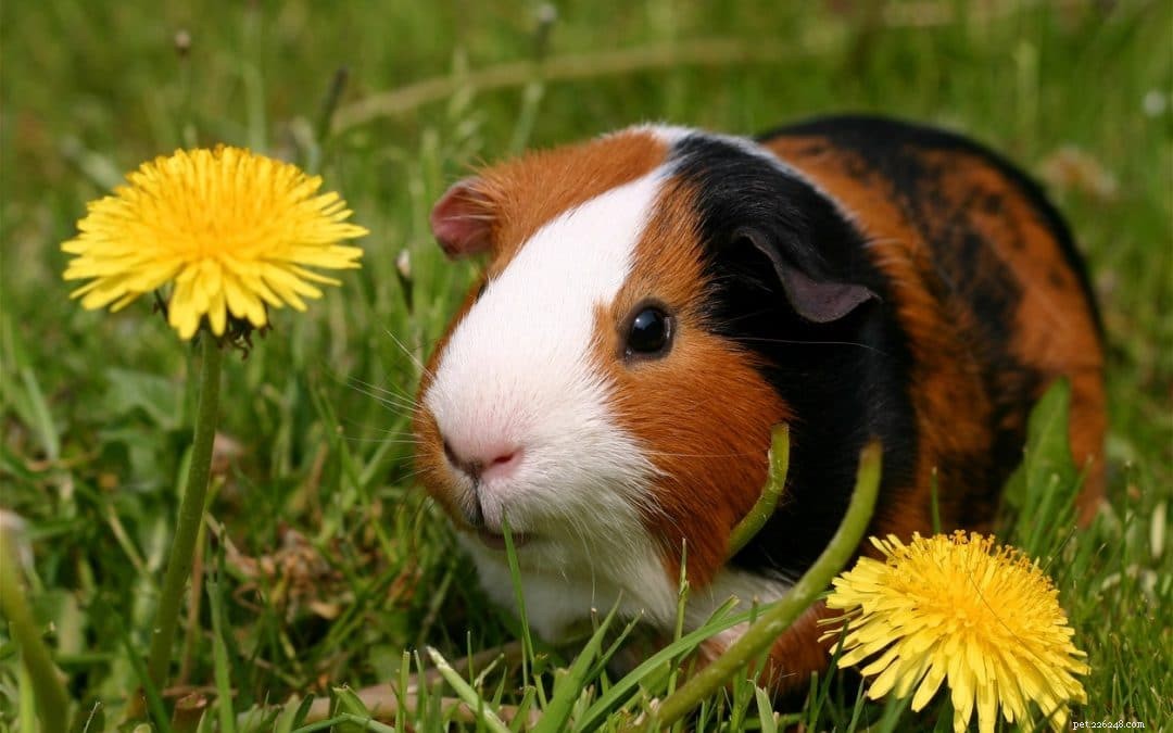 Guinea Pigs 101: A Complete Guide for New Pet Owners