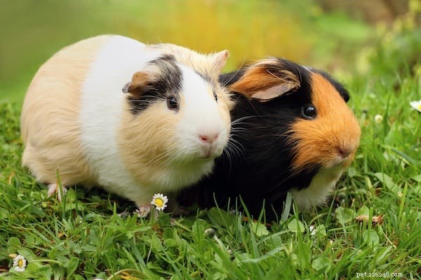 Guinea Pigs: The Ideal Classroom Companion for Kids