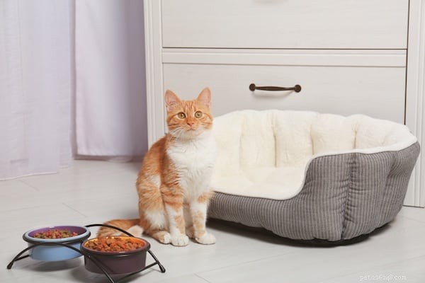Why Your Cat May Stop Eating: Signs and Solutions