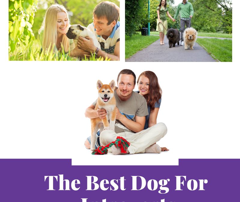 Top Dog Breeds for Introverts: Calm Companions for Quiet Lifestyles
