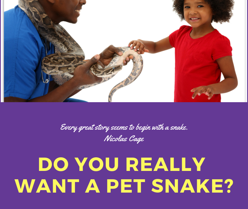 Considering a Pet Snake? What You Need to Know
