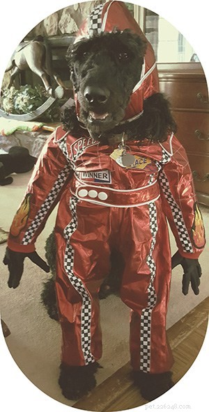 Loganville Pet Sitter Shares 3 Essential Halloween Tips for Anxious Dogs