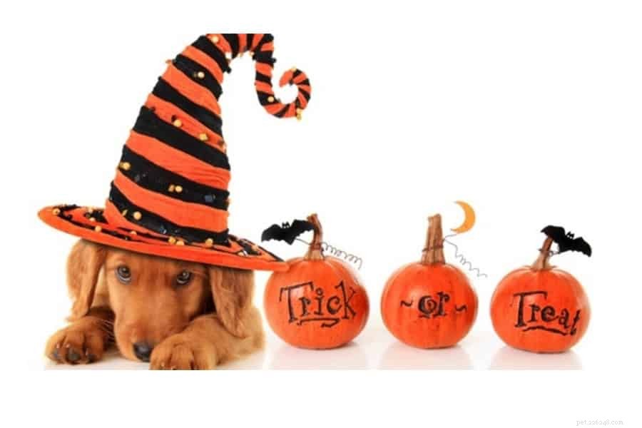 Loganville Pet Sitter Shares 3 Essential Halloween Tips for Anxious Dogs