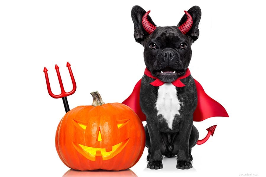5 Essential Halloween Safety Tips Every Dog Owner Should Know
