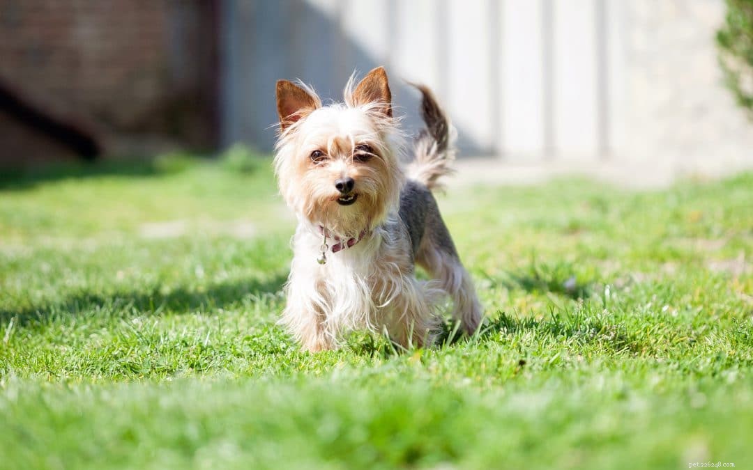 Keeping Your Dog Safe Outdoors in Gwinnett County