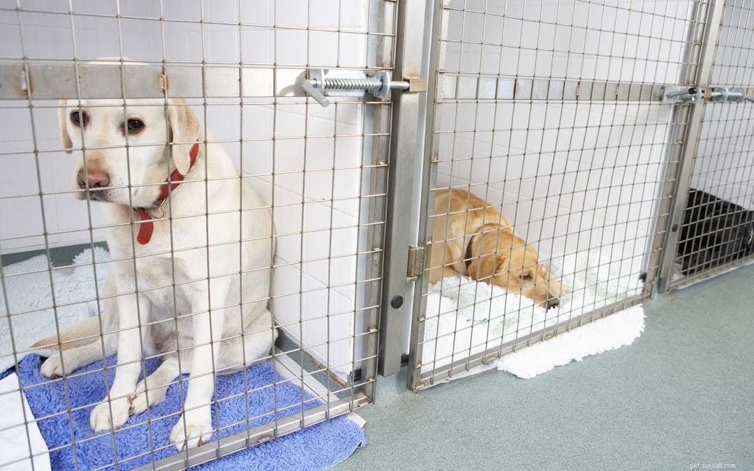 Pet Sitting vs. Pet Boarding: How to Choose the Best Care for Your Furry Friend
