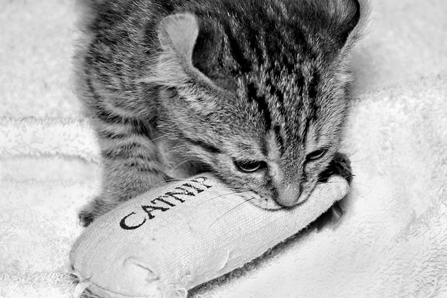Discover the Benefits of Catnip for Your Cat s Well-Being