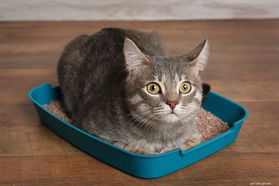 Why Your Cat Refuses to Use the Litter Box (And How to Fix It)