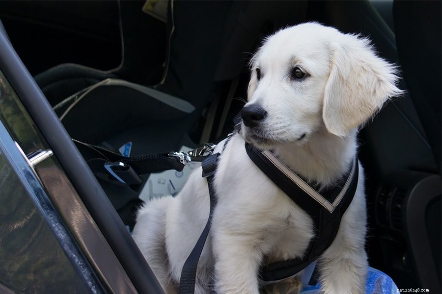 Pet Car Safety: Harnesses, Crates, and Restraint Essentials