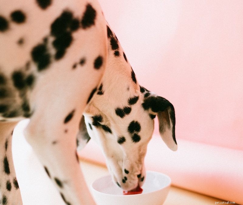 The Expert Reasons to Change Your Dog’s Diet Now