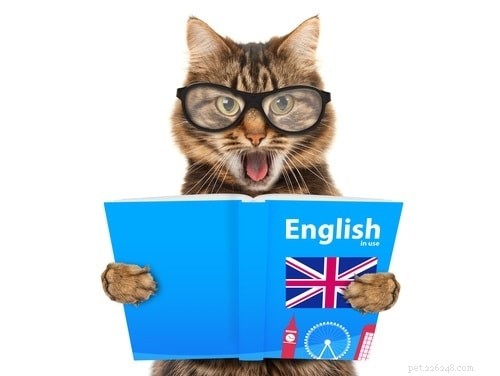 Scientists Confirm Cats Are as Intelligent as Their Owners Believe