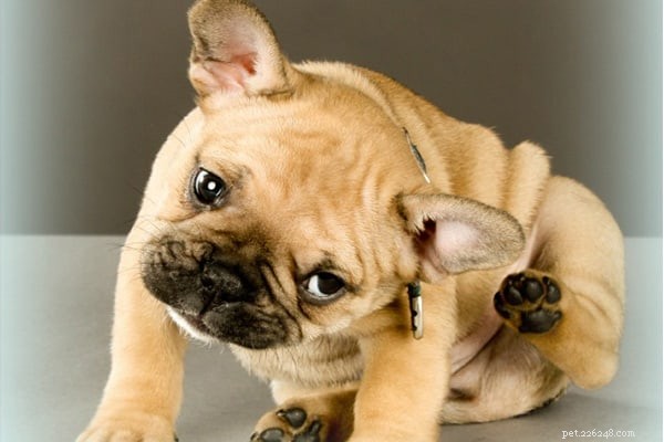 Effective Natural Remedies to Relieve Your Dog’s Itchy Skin