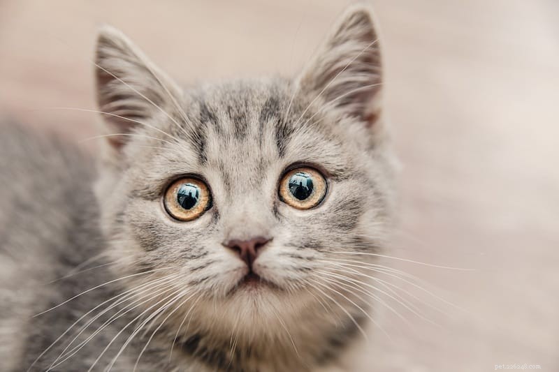 Effective Strategies for Managing Cat Anxiety