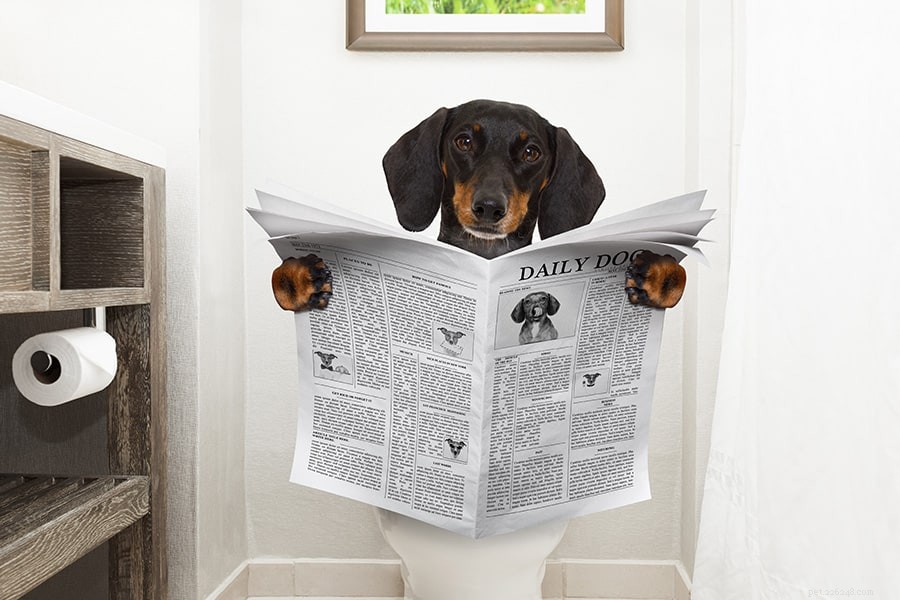 How Urine Analysis Helps Detect Pet Health Issues Early